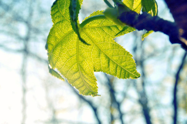 免费轰炸网页版